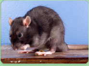 rat control Newton Le Willows